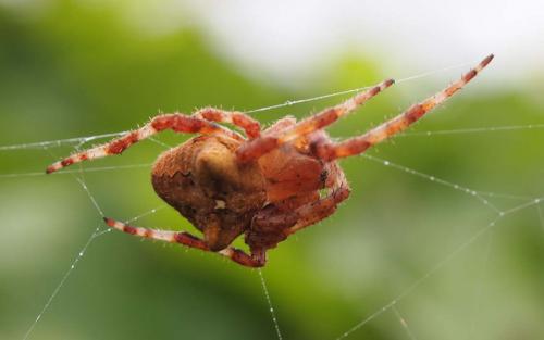 Araneus angulatus