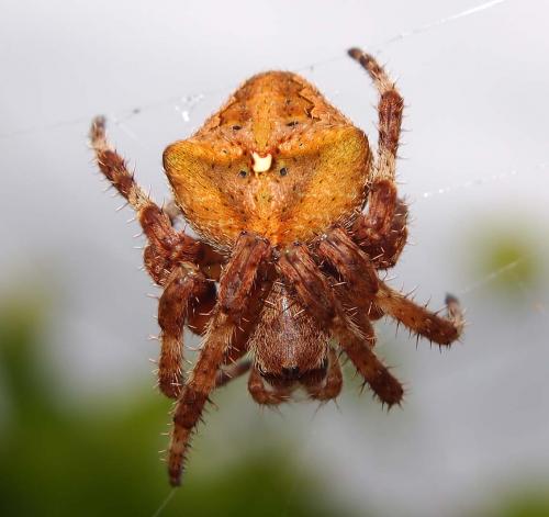 Araneus angulatus