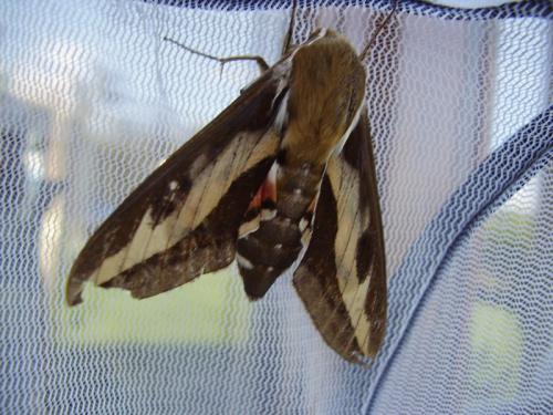 Réf. 75 388 : Hyles gallii