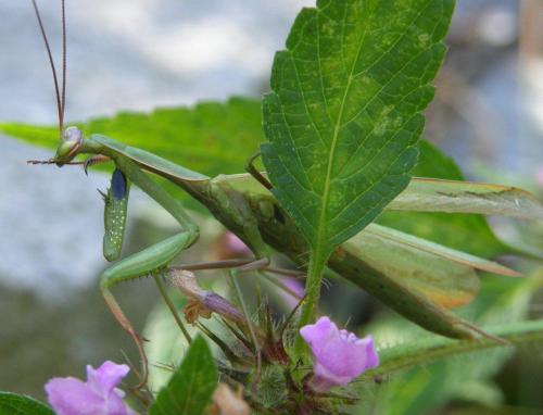 Mantis religiosa