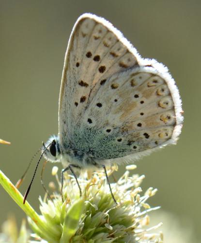 Réf. 75 677 : Polyommatus coridon