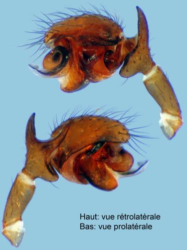 Walckenaeria atrotibialis