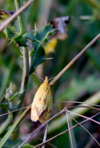 Réf. 75 808 : Agapeta hamana