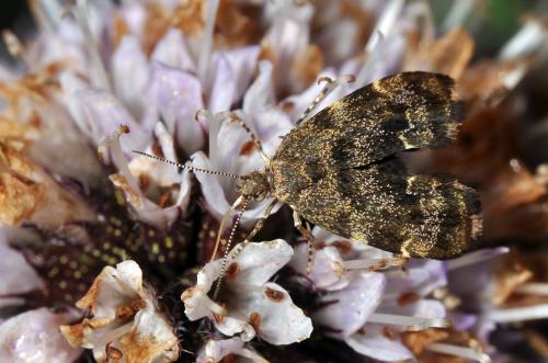 Anthophila fabriciana