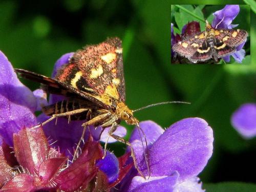 Pyrausta purpuralis