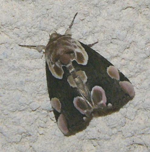 Réf. 75 832 : Thyatira batis