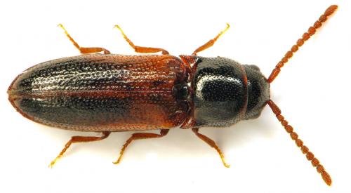 Xylophilus corticalis