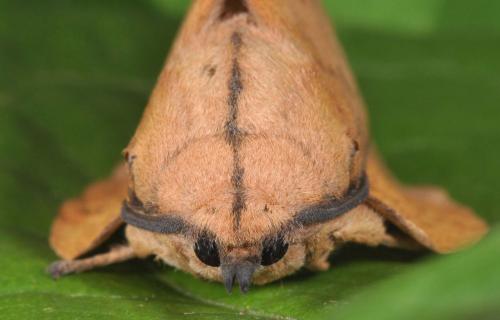 Réf. 75 855 : Gastropacha populifolia