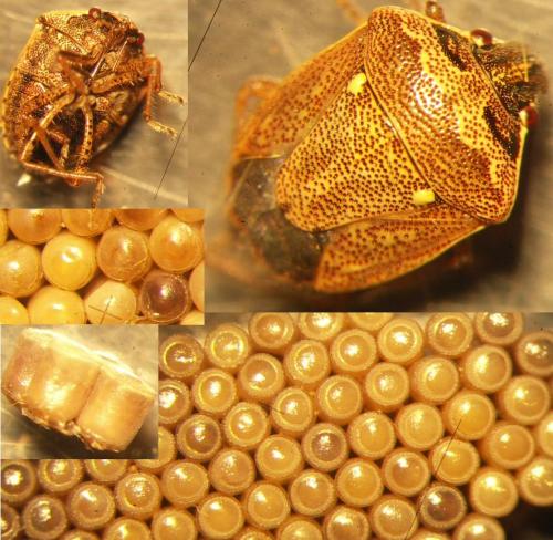 Réf. 75 834 : Eysarcoris ventralis