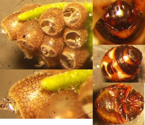 Carpocoris sp.