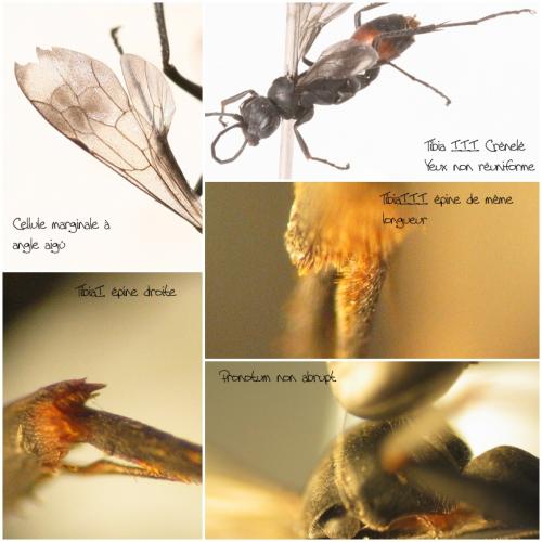 Priocnemis sp.