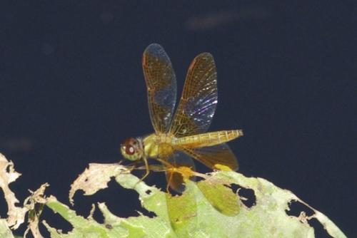 Perithemis sp.