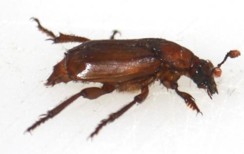 Réf. 75 642 : Nicrophorus humator
