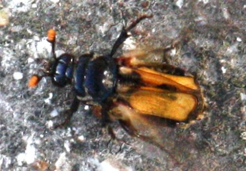 Réf. 75 384 : Nicrophorus interruptus