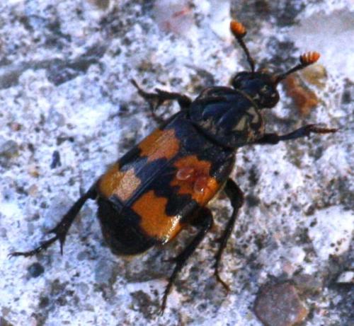 Réf. 75 367 : Nicrophorus interruptus