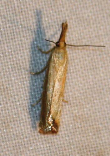 Réf. 75 526 : Chrysoteuchia culmella
