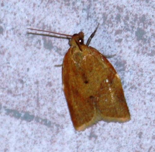 Clepsis consimilana