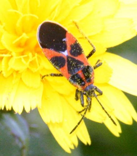Réf. 75 641 : Tropidothorax leucopterus