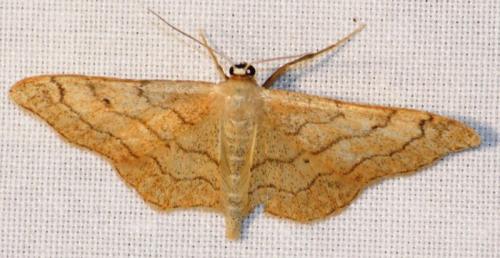 Réf. 75 914 : Idaea aversata