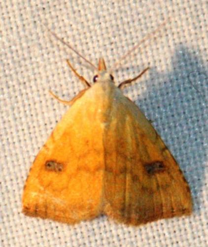 Rivula sericealis