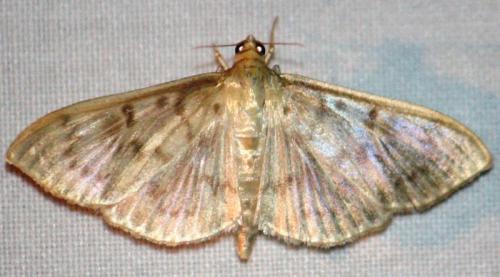 Réf. 75 915 : Pleuroptya ruralis