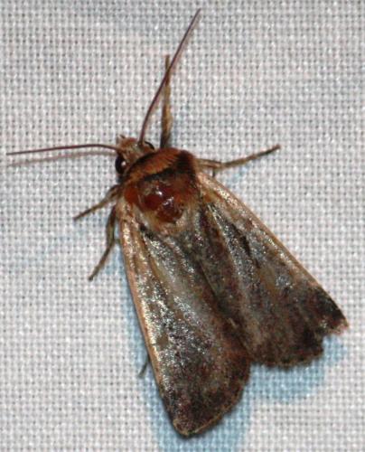 Ochropleura plecta