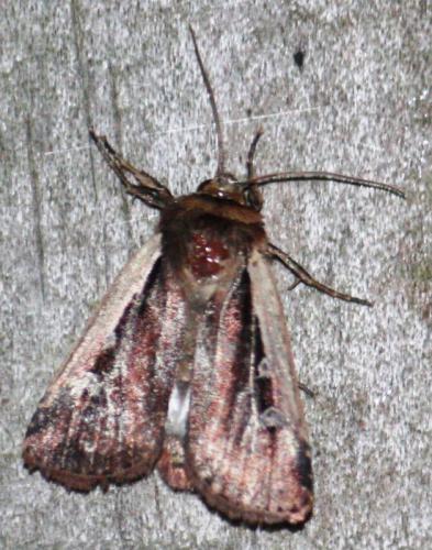 Ochropleura plecta