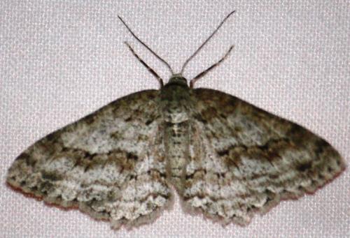 Ectropis crepuscularia