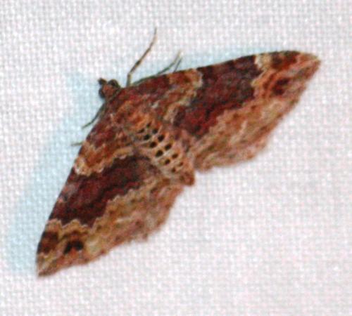 Réf. 75 920 : Xanthorhoe sp.