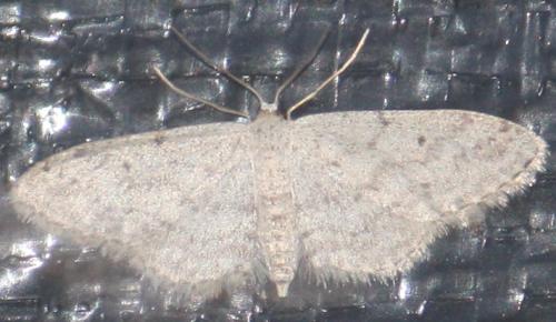 Idaea seriata
