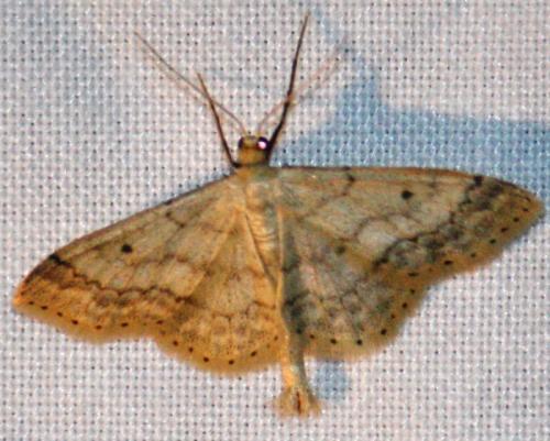 Réf. 75 415 : Idaea biselata