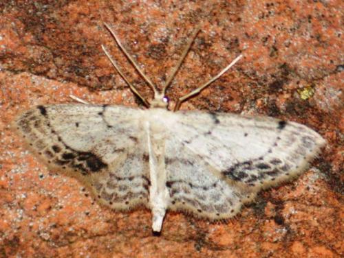 Réf. 75 414 : Idaea dimidiata