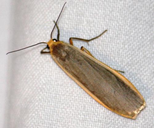 Eilema lurideola