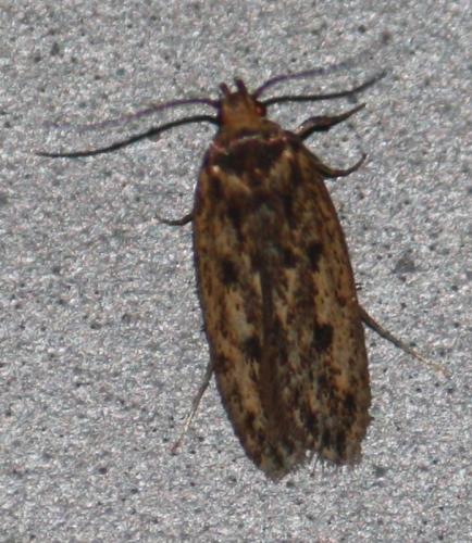 Réf. 75 524 : Hofmannophila pseudospretella