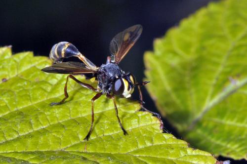 Réf. 75 843 : Physocephala rufipes