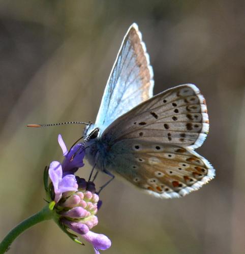 Réf. 75 650 : Polyommatus coridon