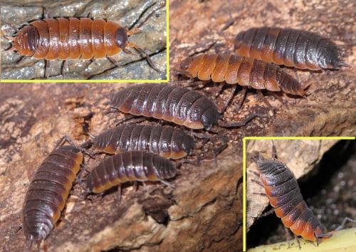 Réf. 75 380 : Porcellio alticola