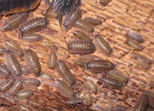 Porcellio duboscqui