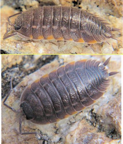 Porcellio violaceus