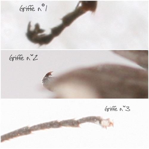 Priocnemis sp.