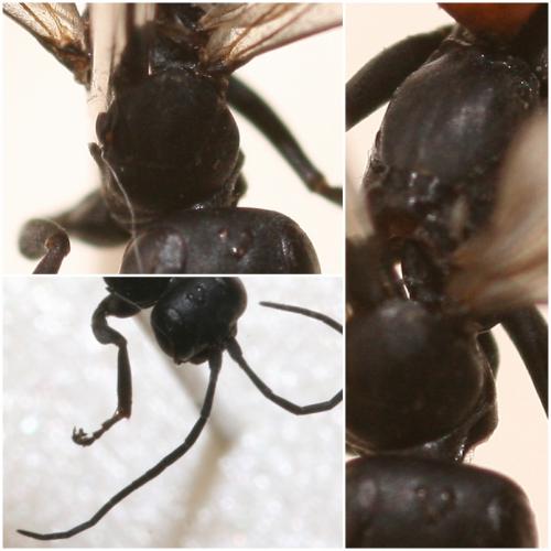 Priocnemis sp.
