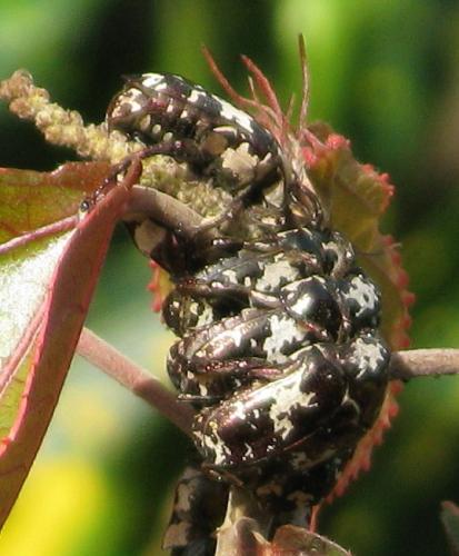 Réf. 75 991 : Protaetia aurichalcea madagassae