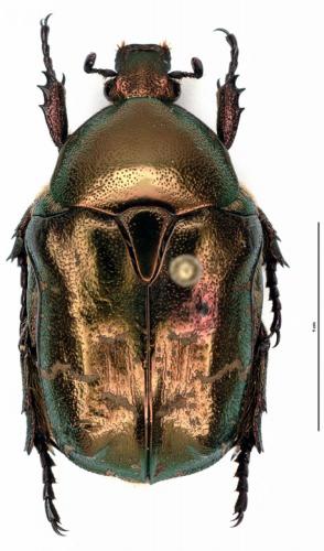 Réf. 75 840 : Potosia cuprea