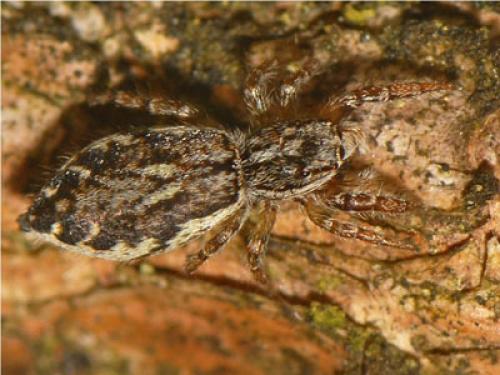 Réf. 75 694 : Pseudicius encarpatus