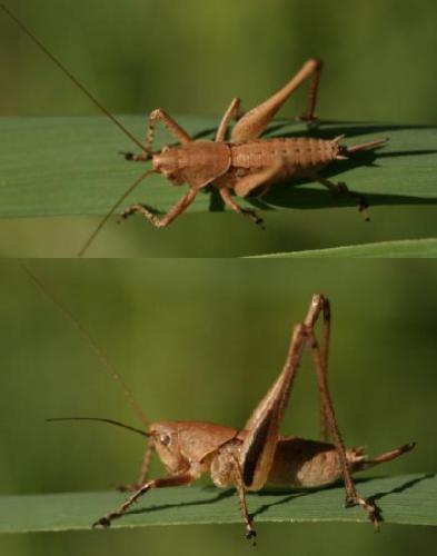 Rhacocleis poneli
