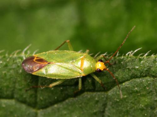 Orthotylus flavinervis
