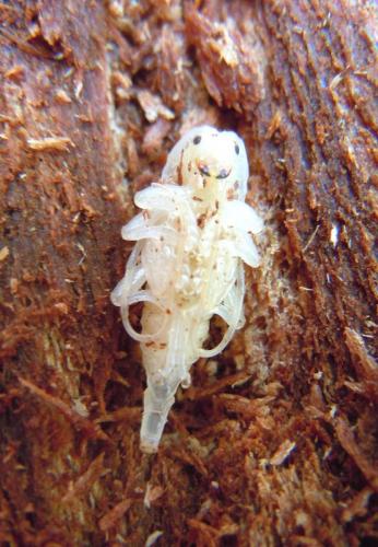 Réf. 75 418 : Acanthocinus reticulatus