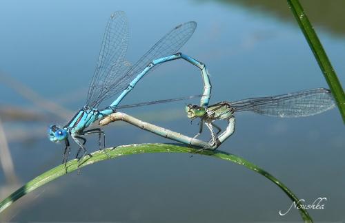 Erythromma lindenii