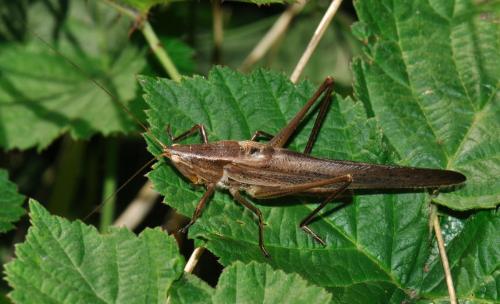 Réf. 75 667 : Ruspolia nitidula