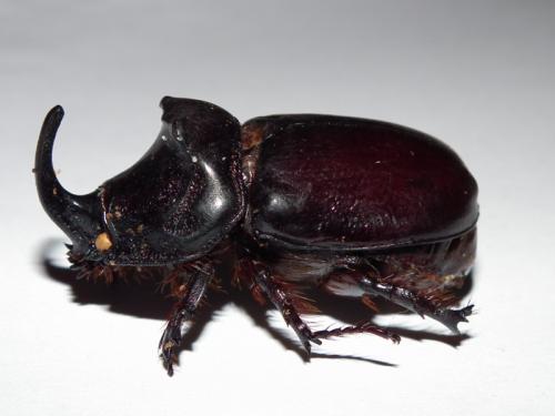 Réf. 75 631 : Oryctes nasicornis